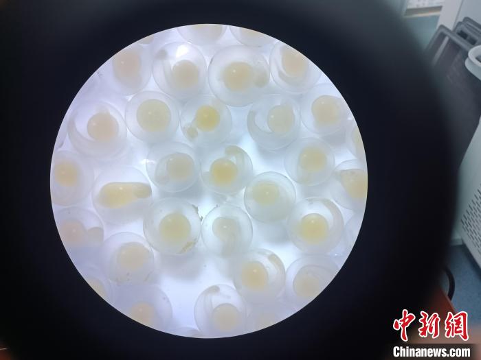 圖為顯微鏡下的魚卵?！∏嗪：沲幘茸o(hù)中心 供圖