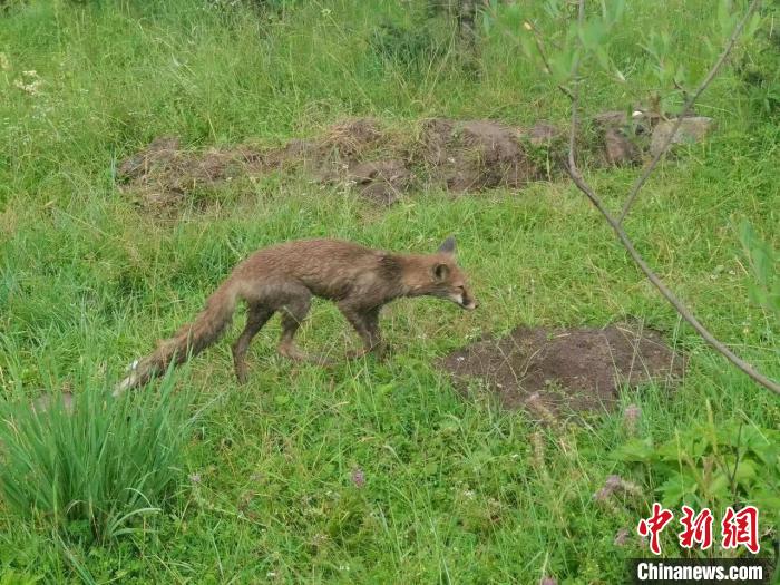 青?；ブ骄戎鷩叶壉Ｗo野生動物赤狐