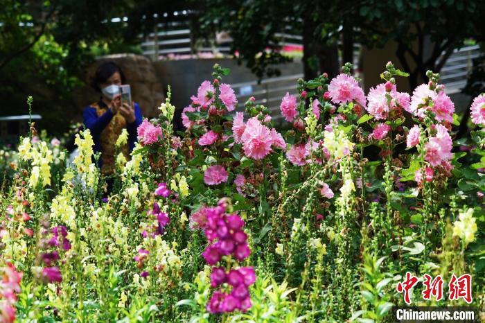 圖為市民在西寧園林植物園內(nèi)賞花拍照?！●R銘言 攝