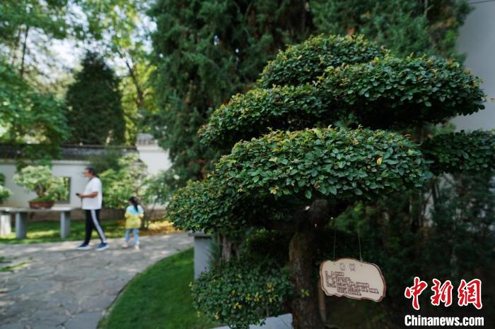 圖為在西寧園林植物園內(nèi)，造型奇特的盆景吸引市民?！●R銘言 攝