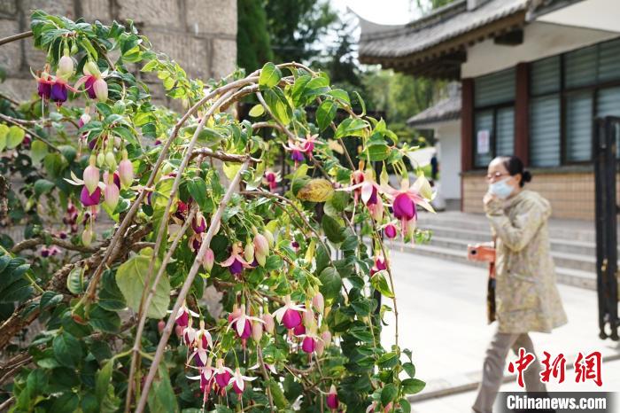 圖為市民在西寧園林植物園內(nèi)觀賞花卉?！●R銘言 攝