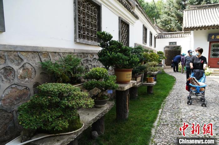 圖為市民在西寧園林植物園內(nèi)觀賞盆景。　馬銘言 攝
