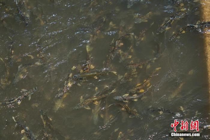 資料圖：圖為今年5月底到8月初，青海湟魚洄游產(chǎn)卵 馬銘言攝