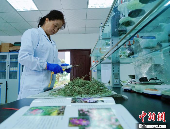 圖為張錦梅在實驗室工作。　馬銘言 攝