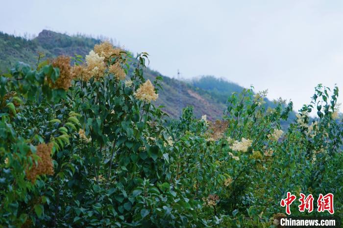 圖為西寧北山上的丁香樹?！●R銘言 攝