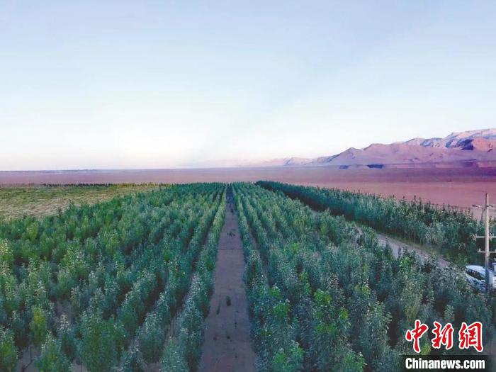 圖為格爾木境內(nèi)種植的綠樹?！「駹柲救诿襟w中心供圖