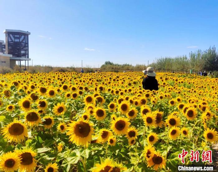 圖為格爾木境內(nèi)的向日葵花海。　格爾木融媒體中心供圖