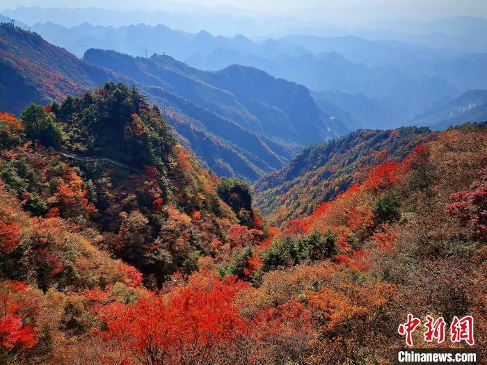 巴山大峽谷漫天紅葉?！埰?攝