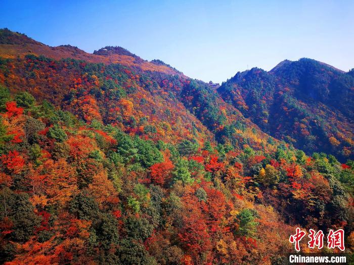 巴山大峽谷漫天紅葉?！埰?攝