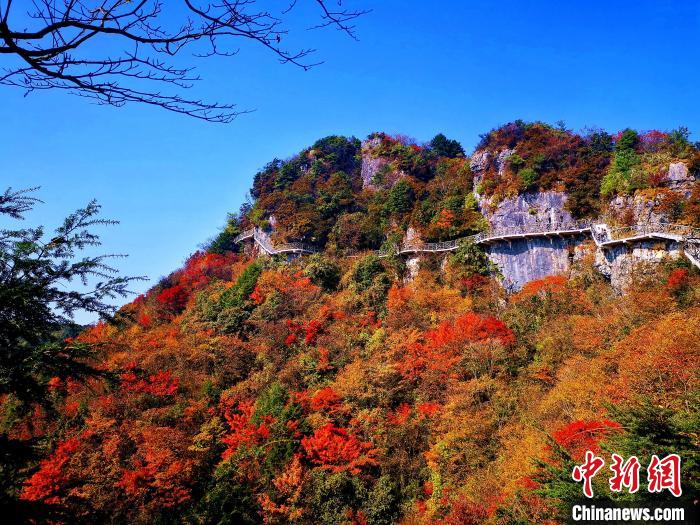 巴山大峽谷漫天紅葉。　張平 攝
