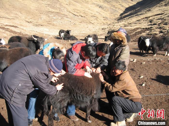 資料圖為研究團(tuán)隊(duì)在青南高原地區(qū)開展了牦牛寄生蟲病流行病學(xué)和防治技術(shù)研究。　 青海省畜牧獸醫(yī)科學(xué)院供圖