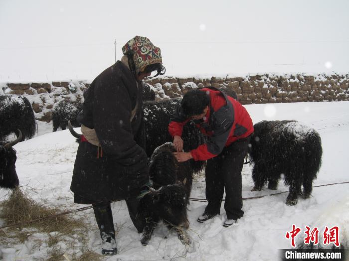 資料圖為研究團(tuán)隊(duì)在達(dá)日縣檢查牛背部皮蠅幼蟲感染情況?！?青海省畜牧獸醫(yī)科學(xué)院供圖