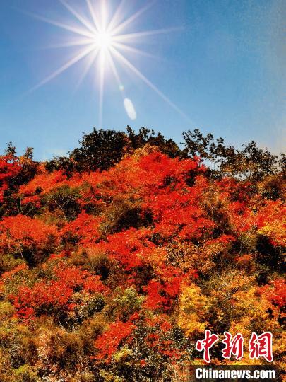 萬(wàn)源市紅葉似火。　朱平安 攝