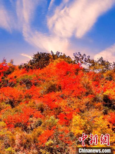 萬(wàn)源深秋紅葉似火?！≈炱桨?　攝