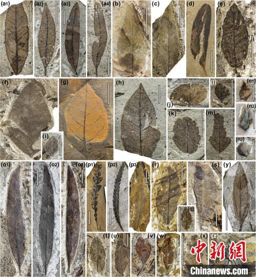 中始新世熱魯化石植物群(4500萬–4000萬年前)?！≈锌圃呵嗖馗咴?供圖