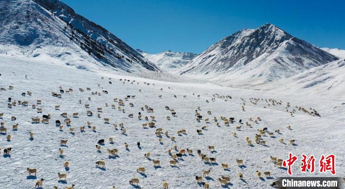 圖為羊群在雪地里覓食?！《继m縣融媒體中心供圖