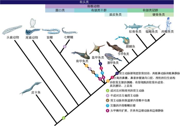 一些關鍵特征在脊索動物中的演化?！∶宪版?繪圖 攝