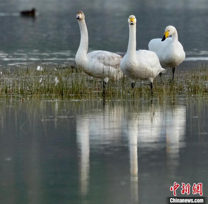 圖為三只大天鵝?！±钣穹?攝