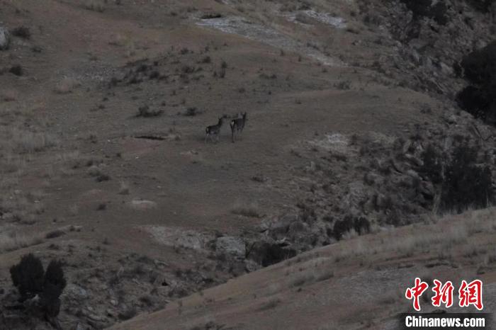 圖為兩只馬鹿在山坡上行走?！〔湃?攝