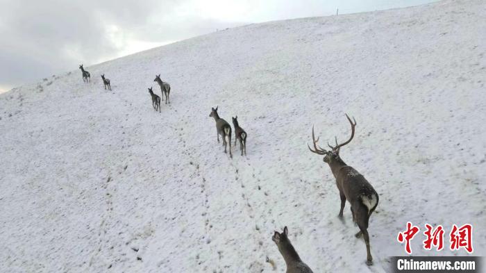 圖為馬鹿群在雪地里行走?！〔湃?攝
