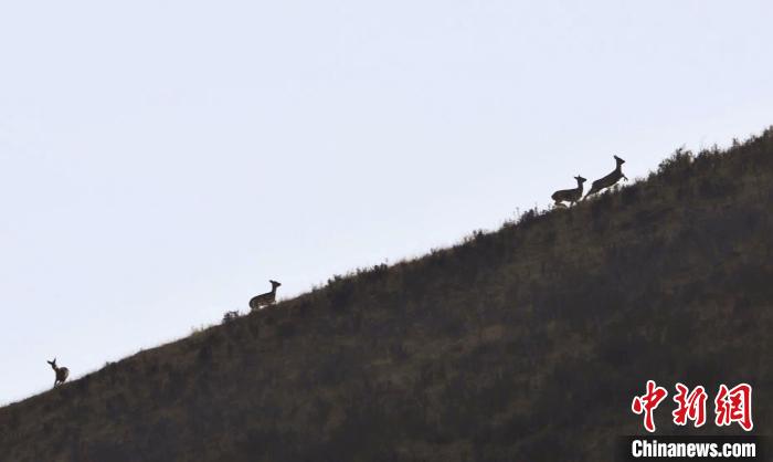 圖為狍鹿在山坡上漫步。　才項(xiàng)南加 攝