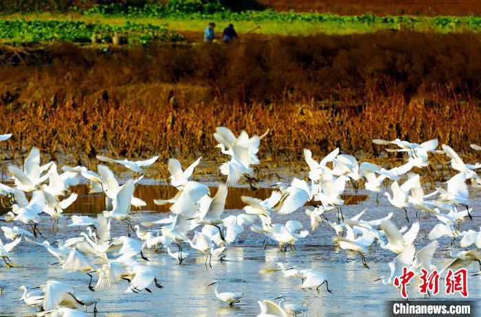 成都白鷺灣濕地公園?！“討?攝