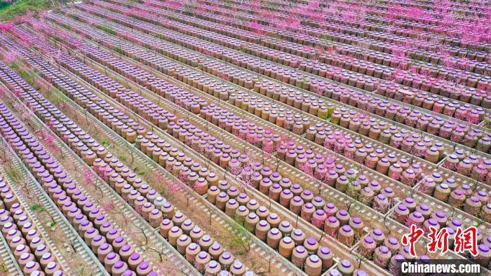 灼灼桃花惹人醉?！㈡?攝