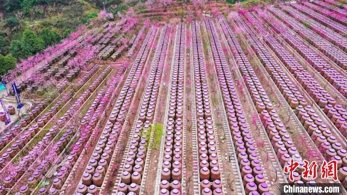 灼灼桃花惹人醉?！㈡?攝