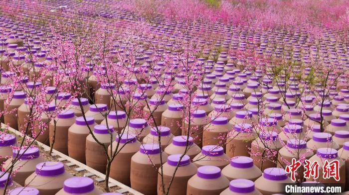桃花和酒壇相映成趣?！∫足?攝