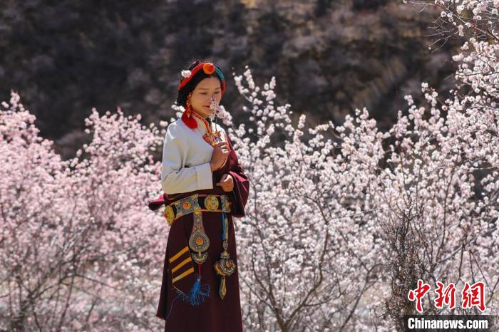 白玉縣河坡鎮(zhèn)桃花林間身穿民族服飾的藏族女孩?！“子袢诿?攝