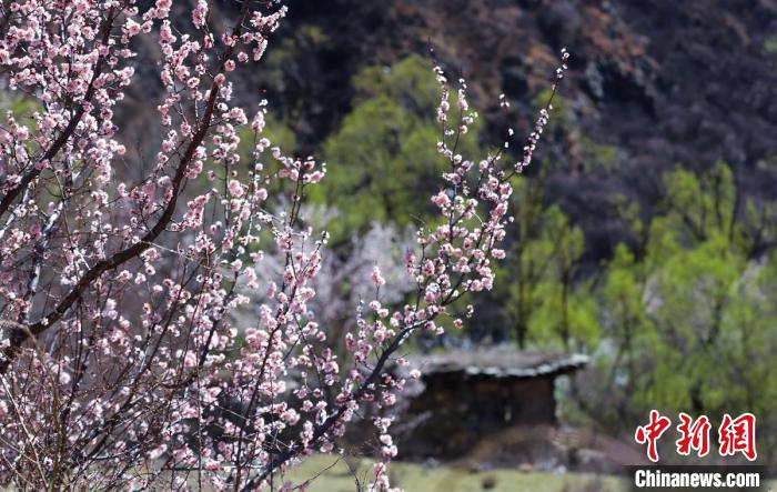 白玉縣河谷間盛開的桃花?！“子袢诿?攝