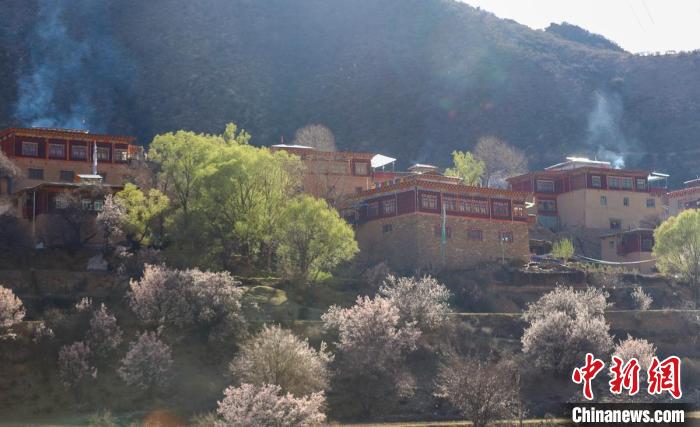 暖陽下白玉縣河坡鎮(zhèn)正在盛開的桃花與藏式民居?！“子袢诿?攝