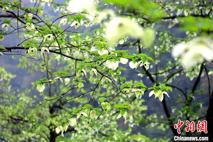 珙桐在春末夏初之際開(kāi)花，花期較短?！螚?攝