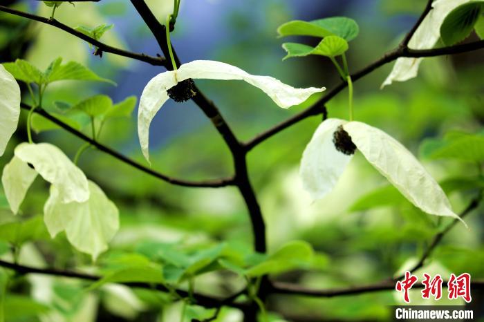兩片潔白的花瓣隨風(fēng)搖曳就像飛翔的白鴿?！螚?攝