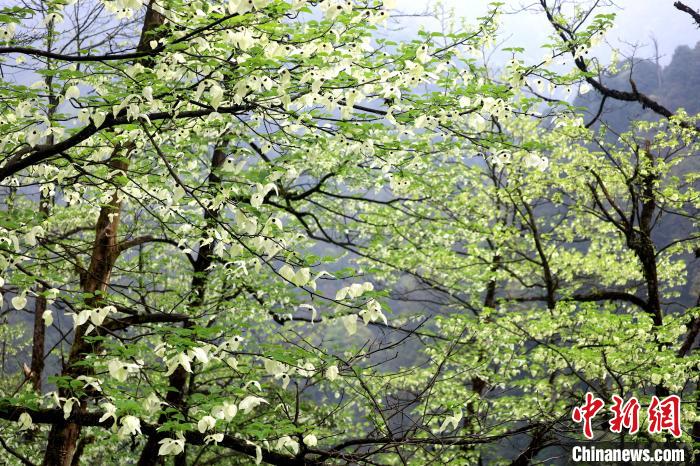 珙桐是1000萬(wàn)年前新生代第三紀(jì)留下的孑遺植物，中國(guó)特有的樹(shù)種，是國(guó)家一級(jí)瀕危保護(hù)野生植物?！螚?攝