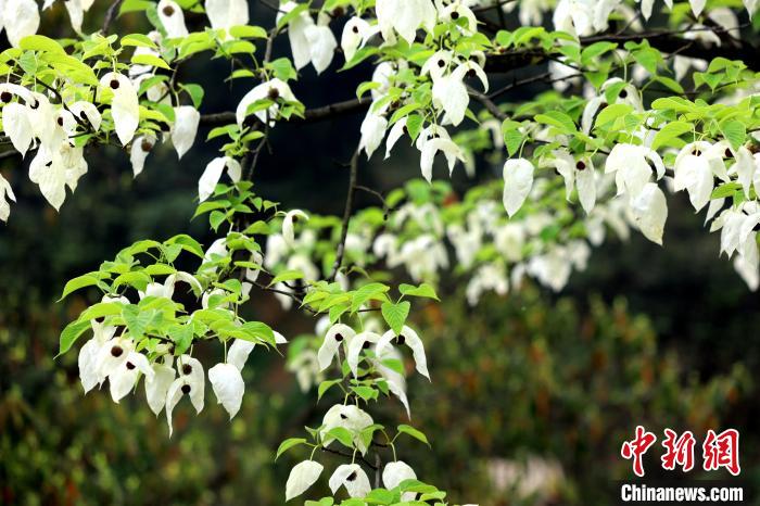 珙桐樹(shù)含芳吐艷，其白色的花形如飛鴿展翅，整樹(shù)猶如群鴿棲息，被稱為“鴿子花”?！螚?攝