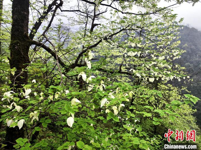 山谷兩側(cè)高大繁茂的珙桐樹(shù)?！螚?攝