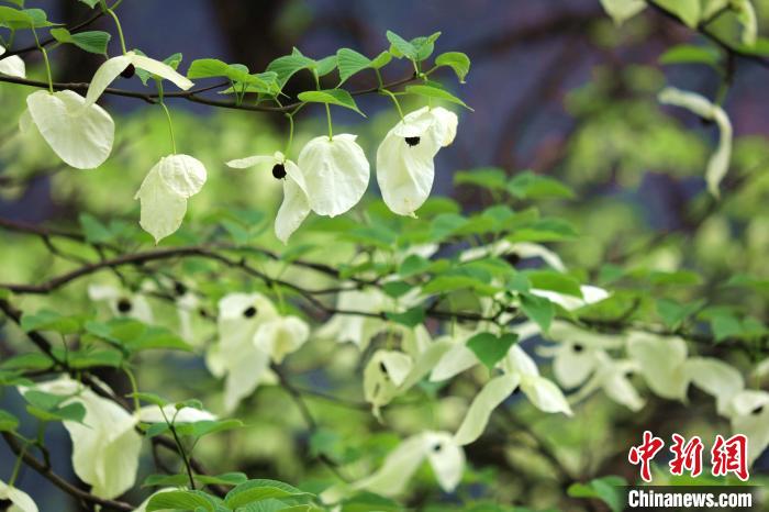 珙桐樹(shù)開(kāi)出潔白的花朵?！螚?攝