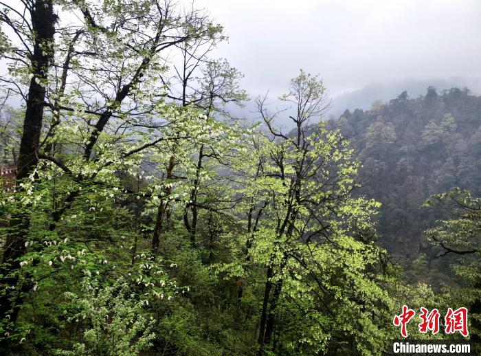 珙桐花朵潔白素雅，與青山雨霧融為一體?！螚?攝