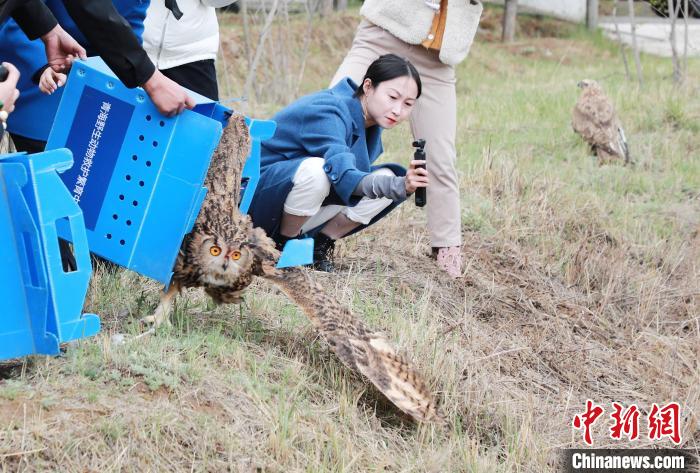 圖為西寧野生動物園救護(hù)的雕鸮在西寧市放歸大自然?！●R銘言 攝