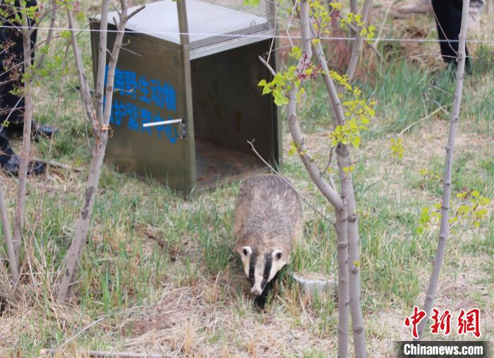 圖為西寧野生動物園救護(hù)的狗獾在西寧市放歸大自然。　馬銘言 攝