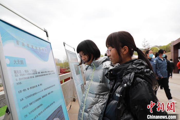 圖為學(xué)生通過展板了解青海常見鳥類。　馬銘言 攝