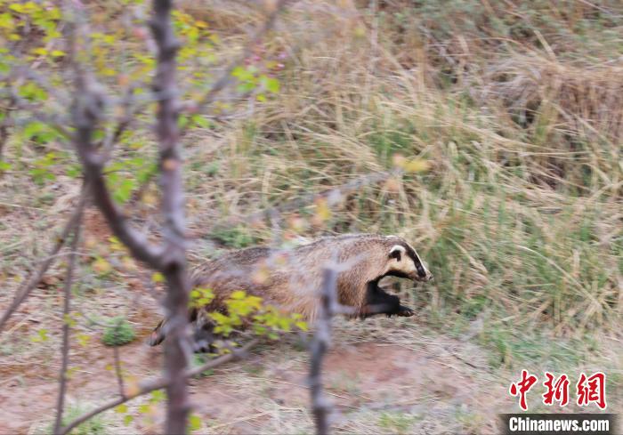 圖為西寧野生動物園救護(hù)的狗獾在西寧市放歸大自然。　馬銘言 攝