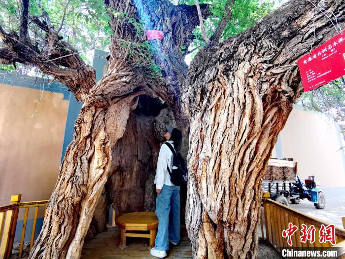 青海海東市阿河灘地質(zhì)文化村：古樹新枝、丹山碧水