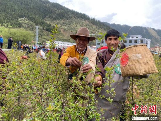 圖為當(dāng)?shù)剞r(nóng)牧民進(jìn)行藏雪茶采摘比賽?！⊥鮿x 攝