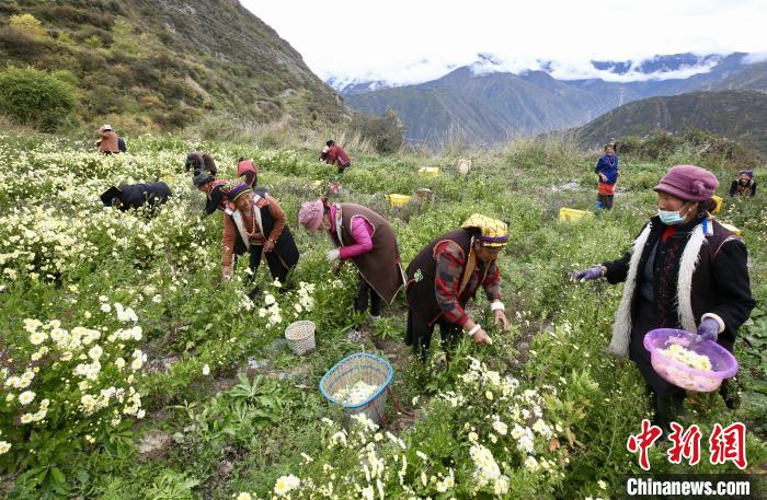 “落戶”黑水的杭白菊。桐鄉(xiāng)市宣傳部提供