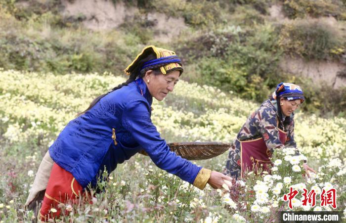 黑水村民在采摘杭白菊。桐鄉(xiāng)市宣傳部提供