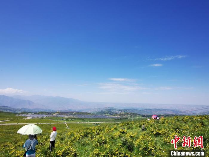 2020年07月07日拍攝于臨夏州積石山縣境內(nèi)，生態(tài)環(huán)境逐漸恢復(fù)，小黃花開(kāi)遍山間。(資料圖) 殷春永 攝