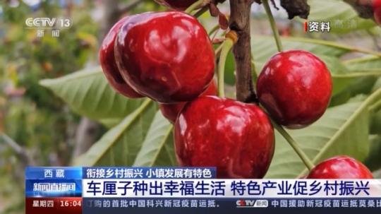 種蘑菇、養(yǎng)駱駝...。。特色產(chǎn)業(yè)助力鄉(xiāng)村振興走新路