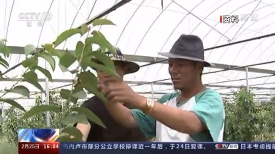 種蘑菇、養(yǎng)駱駝...。。特色產(chǎn)業(yè)助力鄉(xiāng)村振興走新路